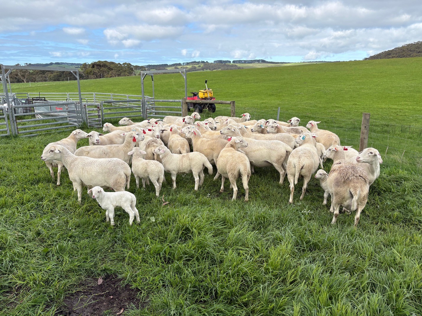EWEs 3